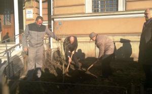 Foto: Radiosarajevo.ba / Zasađena stabla magnolije ispred Rektorata